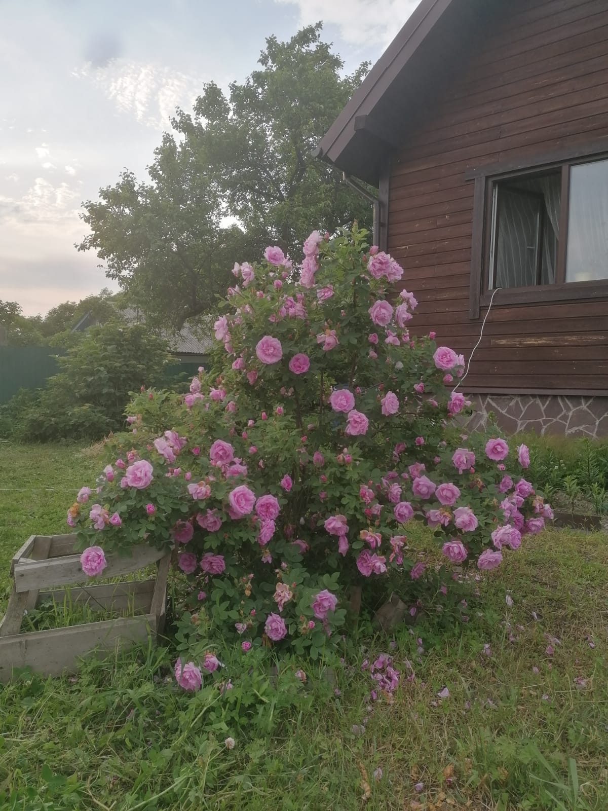 Розы для сурового климата Приморья
