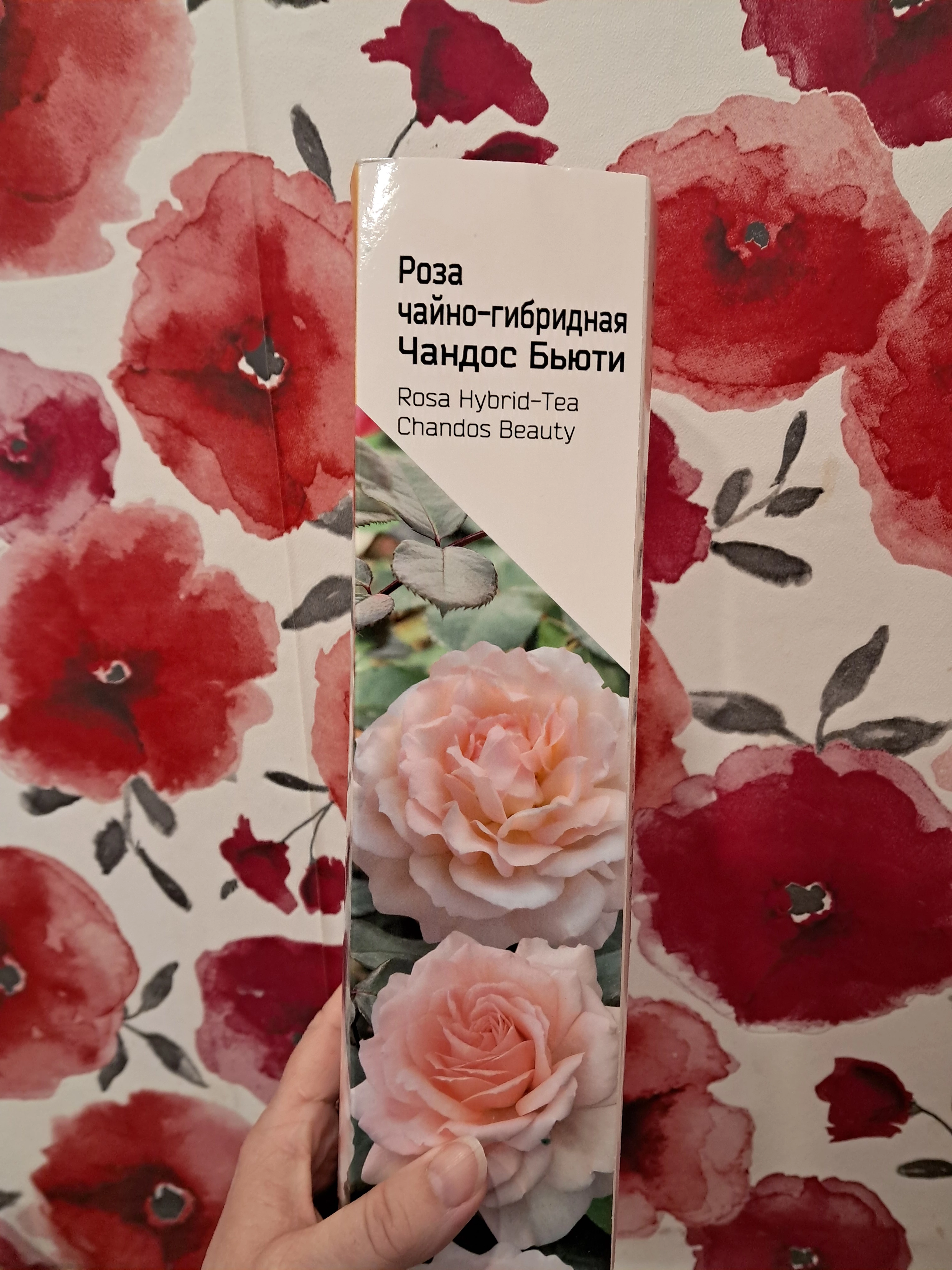 После неудачной попытки, купила новые розочки.