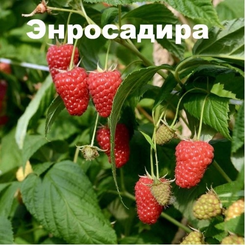 Сажаем ремонтантные сорта малины.