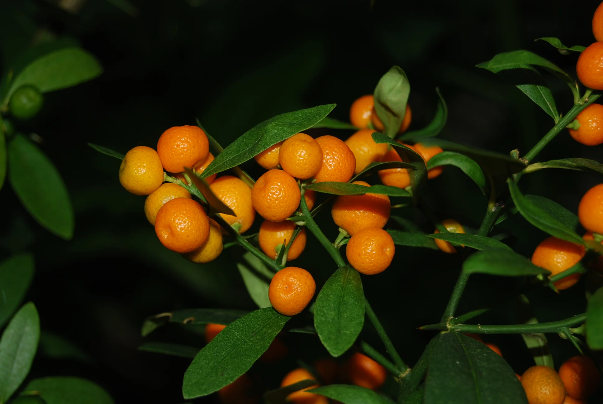 Кумкват