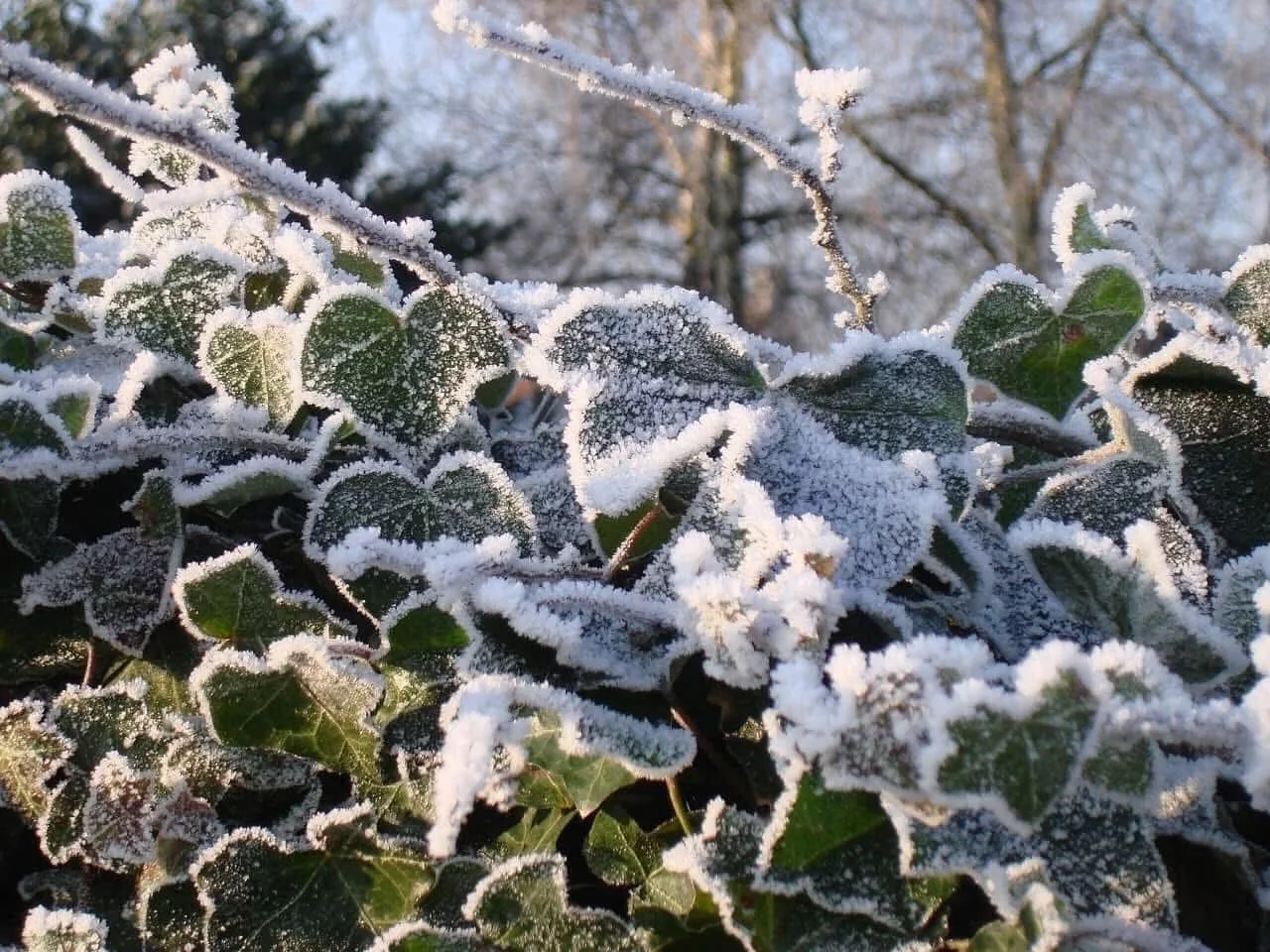 Плющ Hedera helix