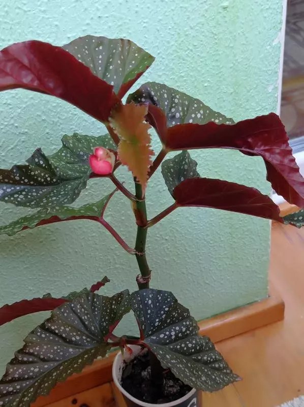 Коралловая бегония с одного листка