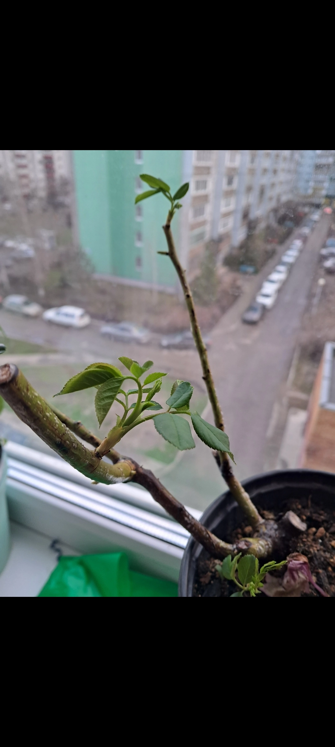 Не огорчила розочка без почек.