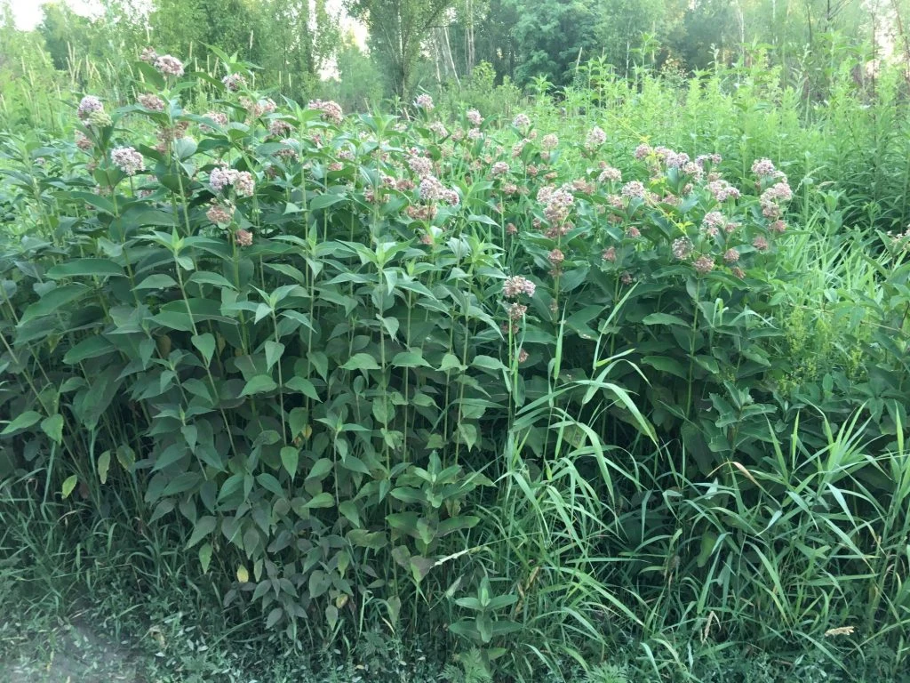 Asclepias-syriaca_1-1024x768.jpg
