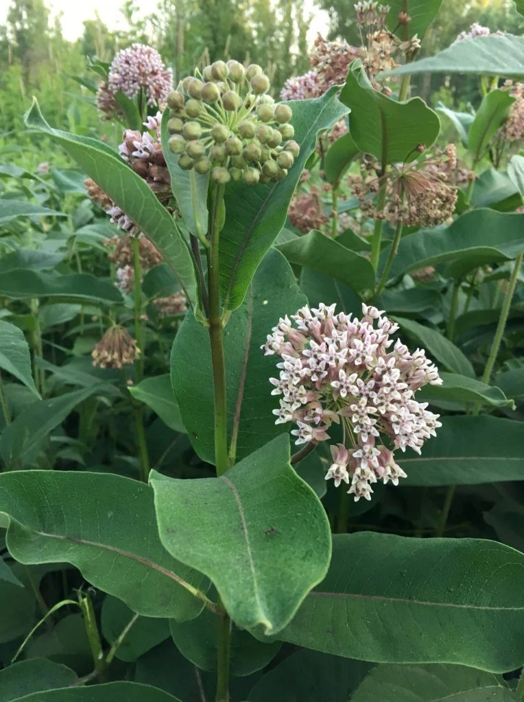 Asclepias-syriaca-764x1024.jpg