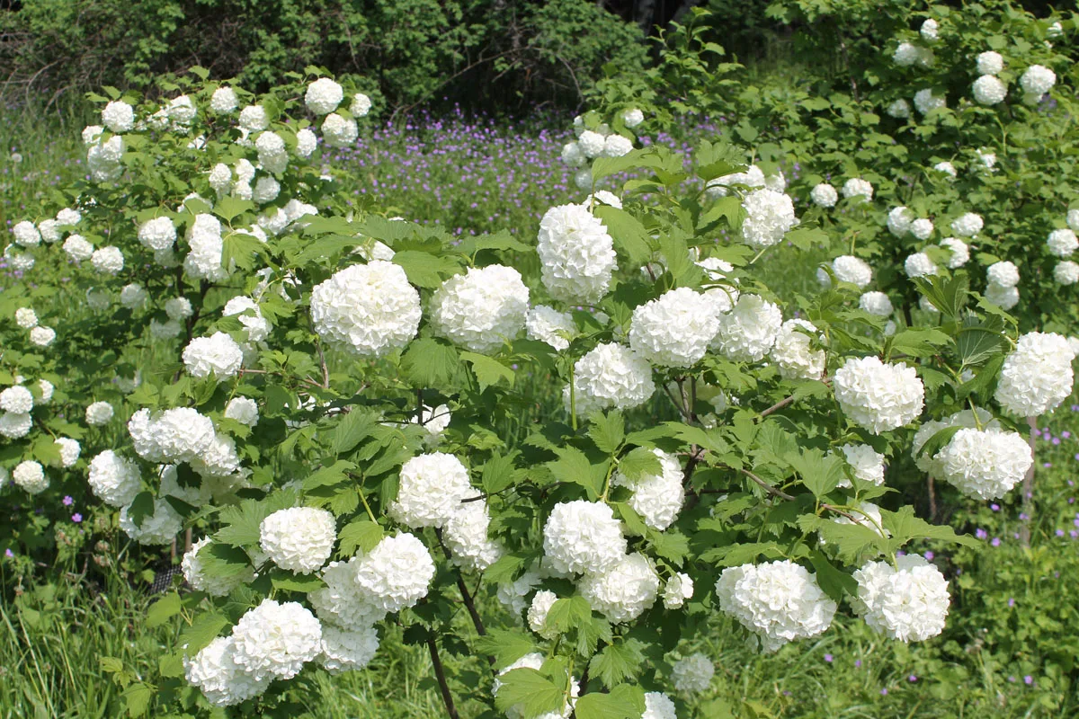 Viburnum_opulus_Roseum_6.jpg
