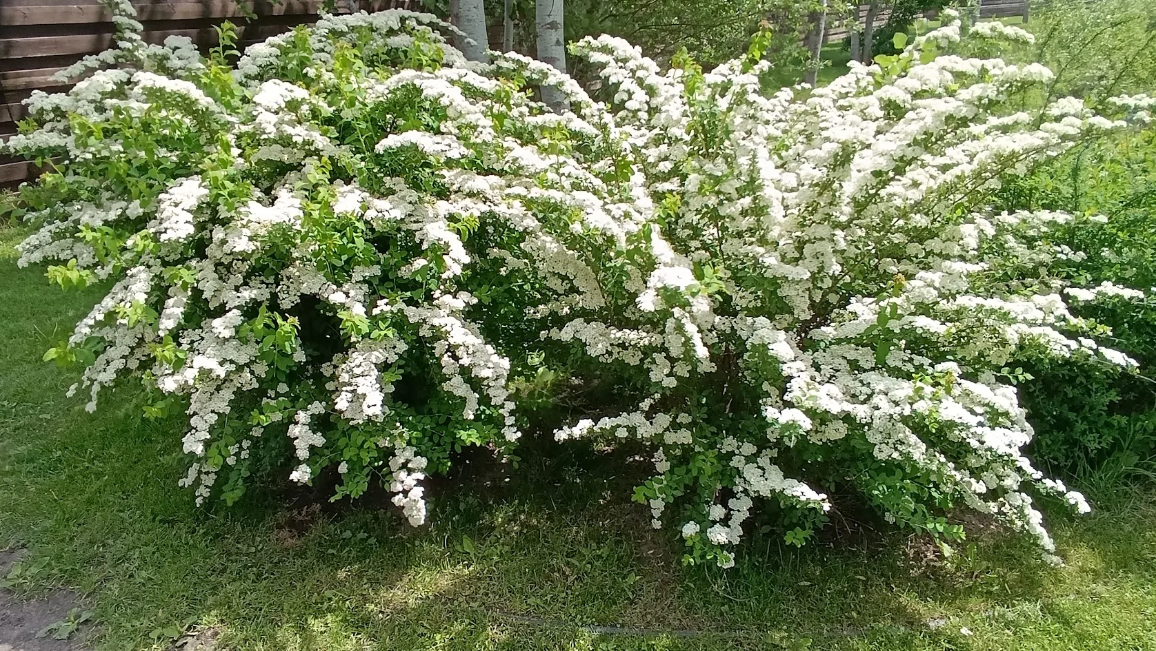 Пышное цветение спиреи